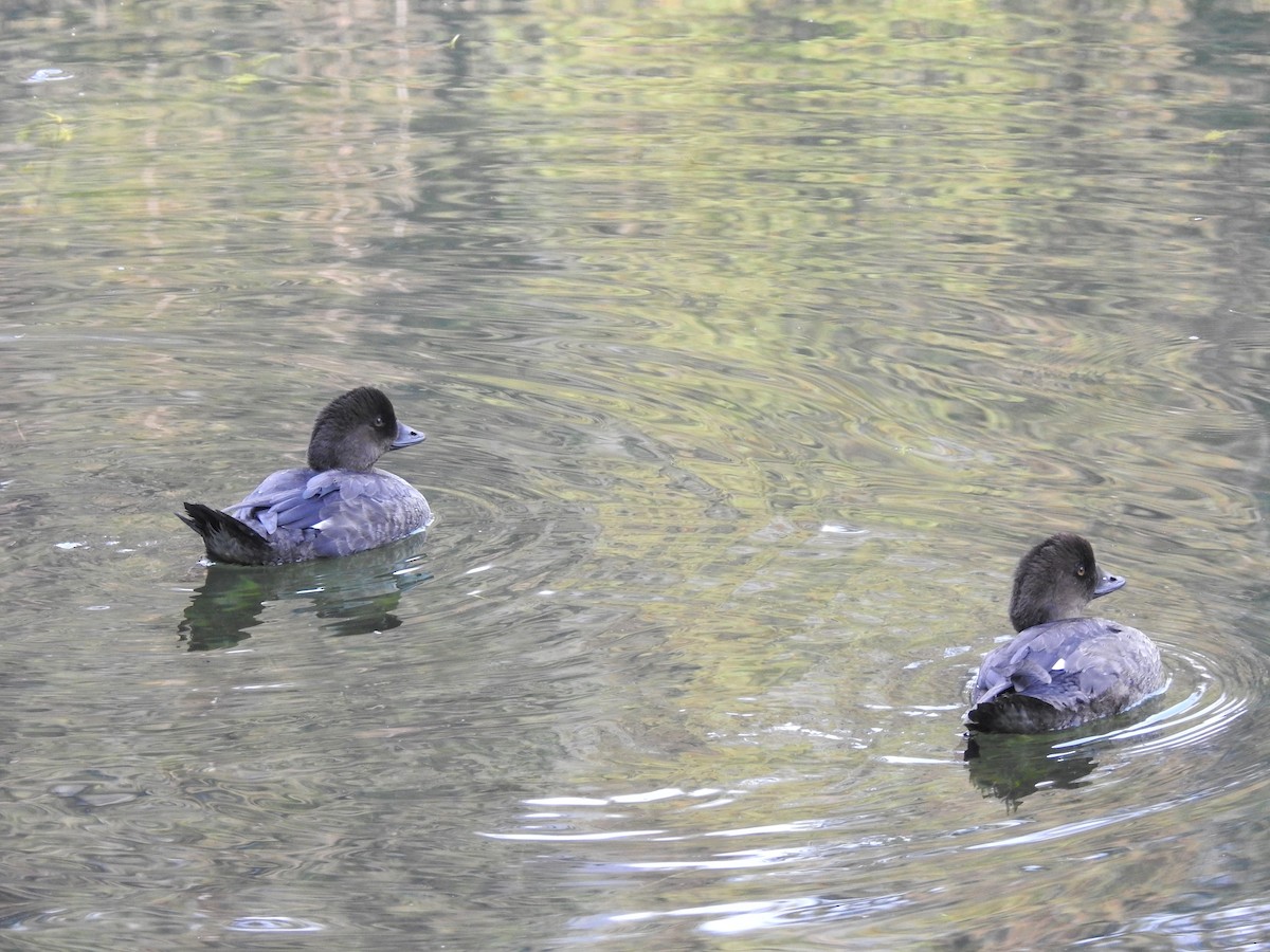 Common/Barrow's Goldeneye - ML641591713