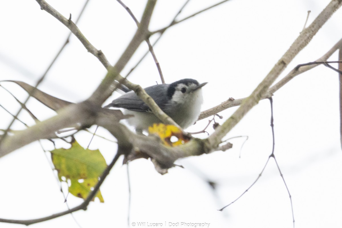 White-browed Gnatcatcher - ML641591726