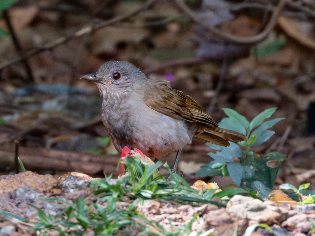 Pale-breasted Thrush - ML641591735