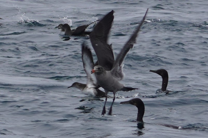 Heermann's Gull - ML641591763