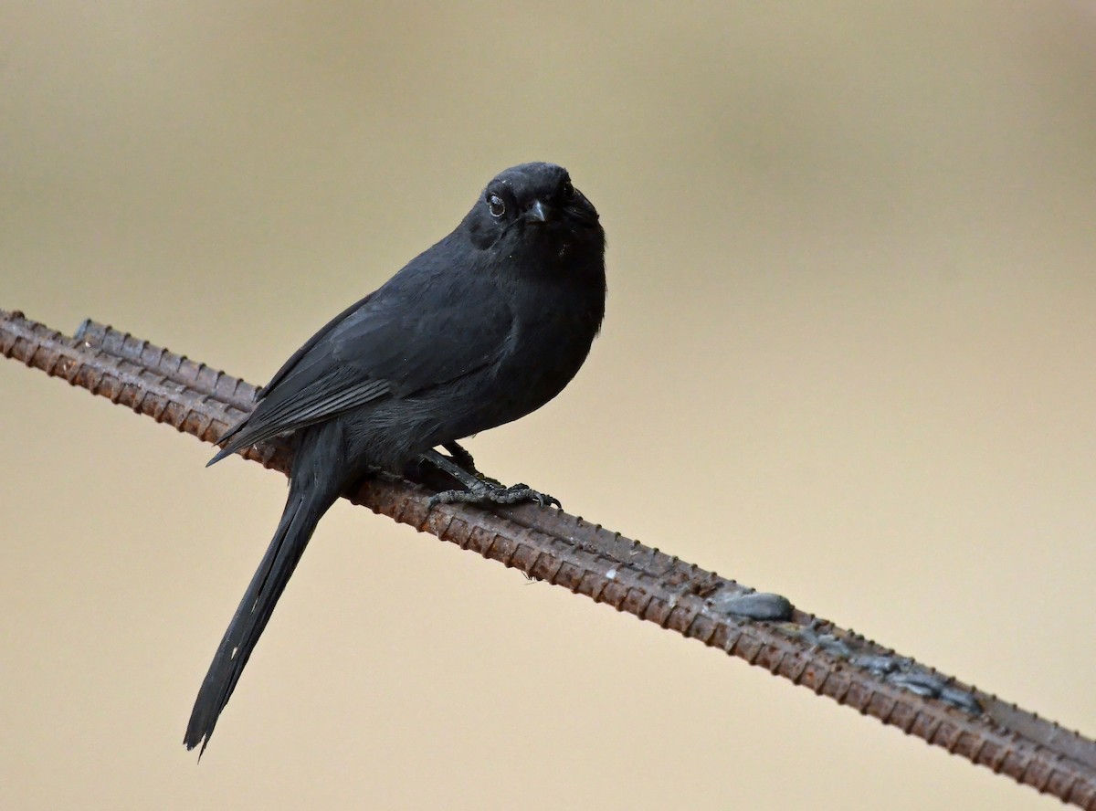 Northern Black-Flycatcher - ML641591812