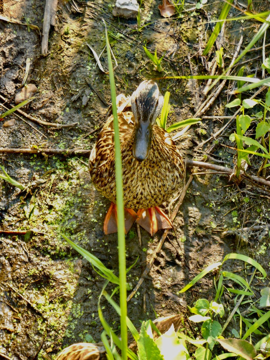 kachna divoká - ML641591863