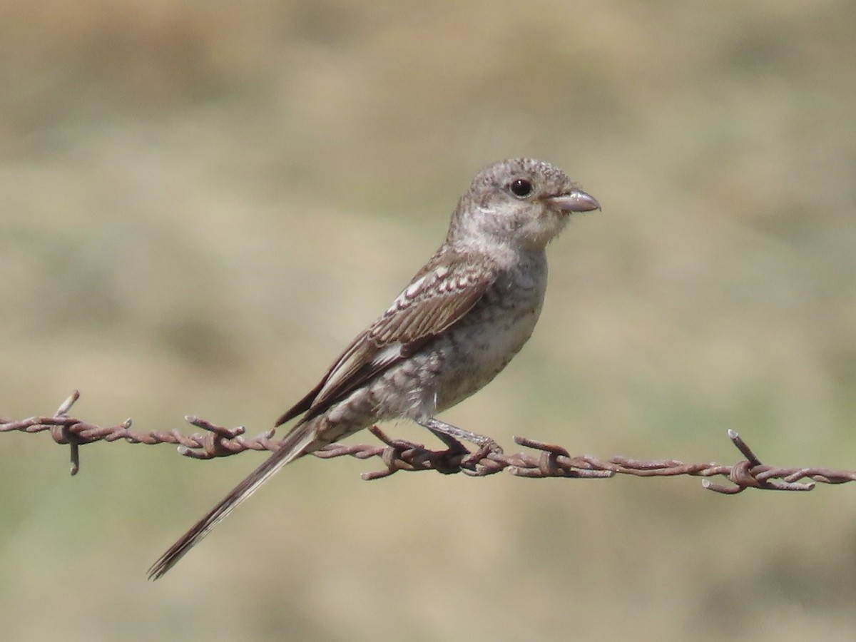 Masked Shrike - ML641591864