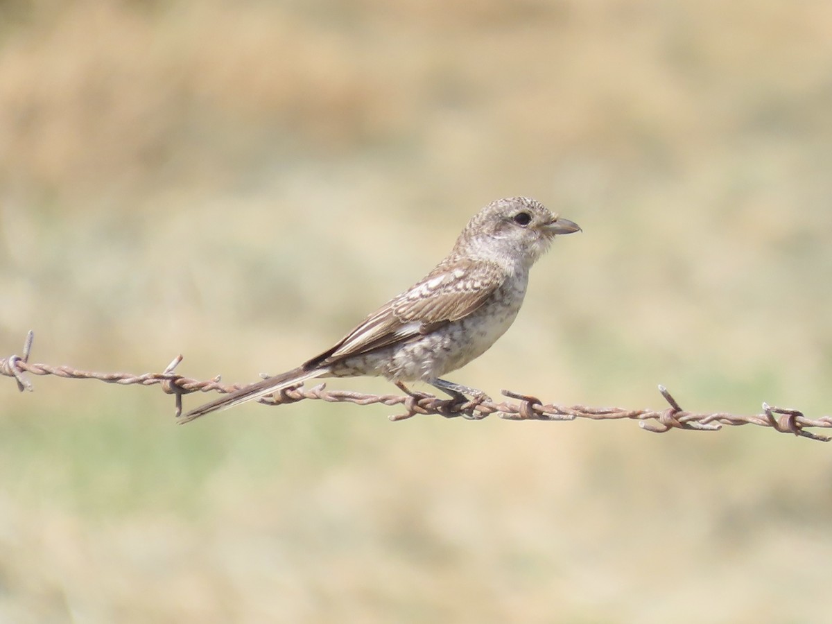 Masked Shrike - ML641591865