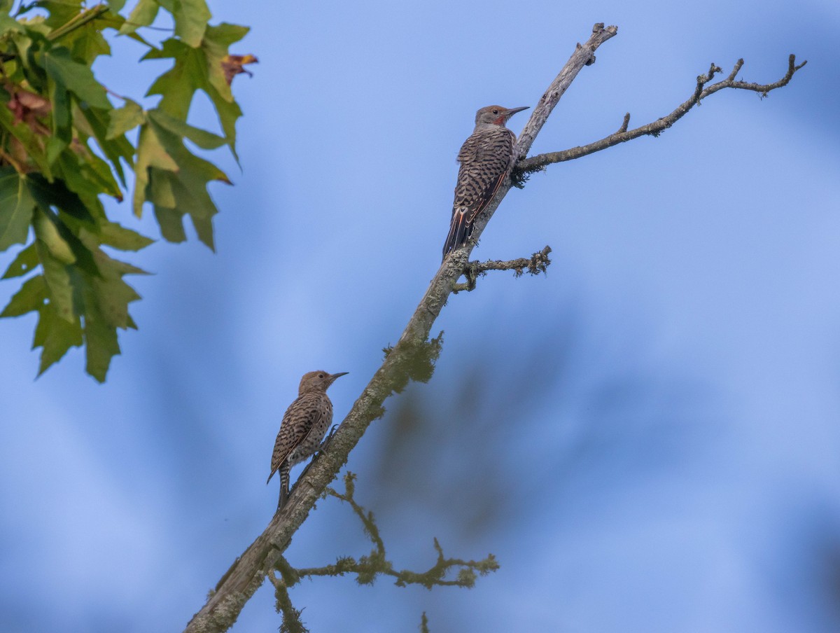Northern Flicker - ML641591935