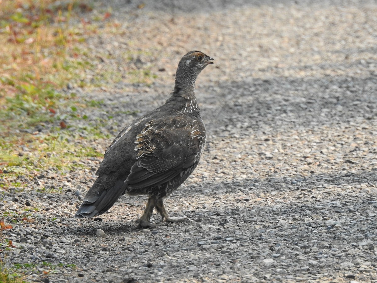 Dusky Grouse - ML641591952
