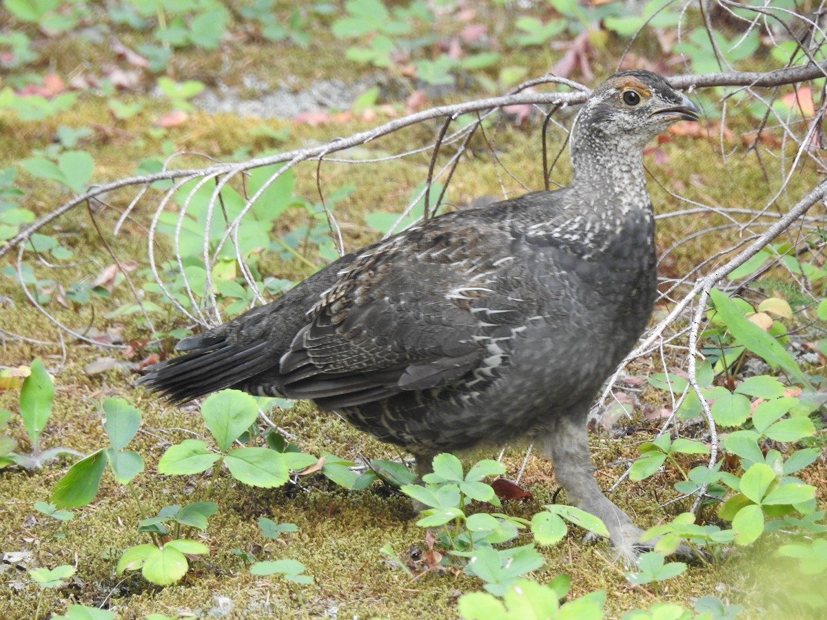 Dusky Grouse - ML641591953