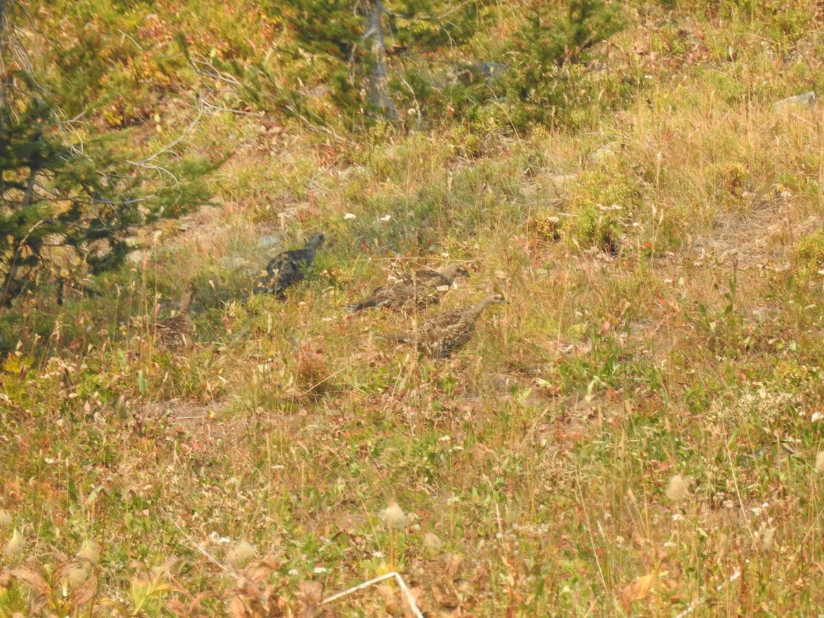 Dusky Grouse - ML641591954