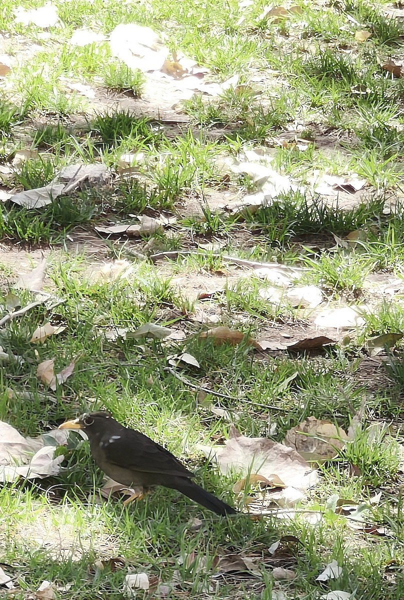 Chiguanco Thrush - ML641591960