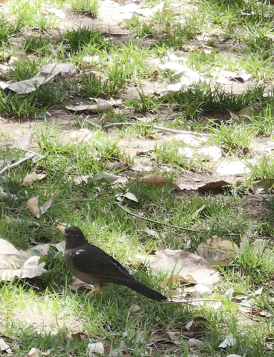 Chiguanco Thrush - ML641591961