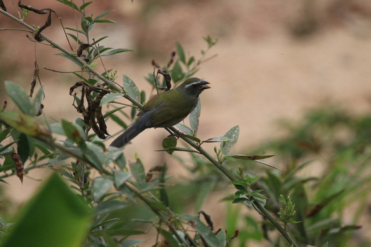 Green-winged Saltator - ML641591967
