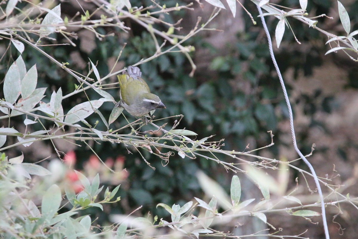 Green-winged Saltator - ML641591968
