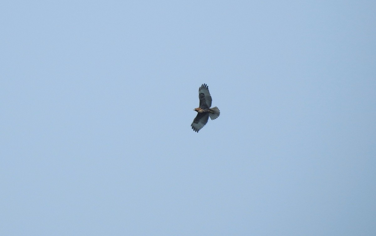 Red-tailed Hawk (Harlan's) - ML641591975
