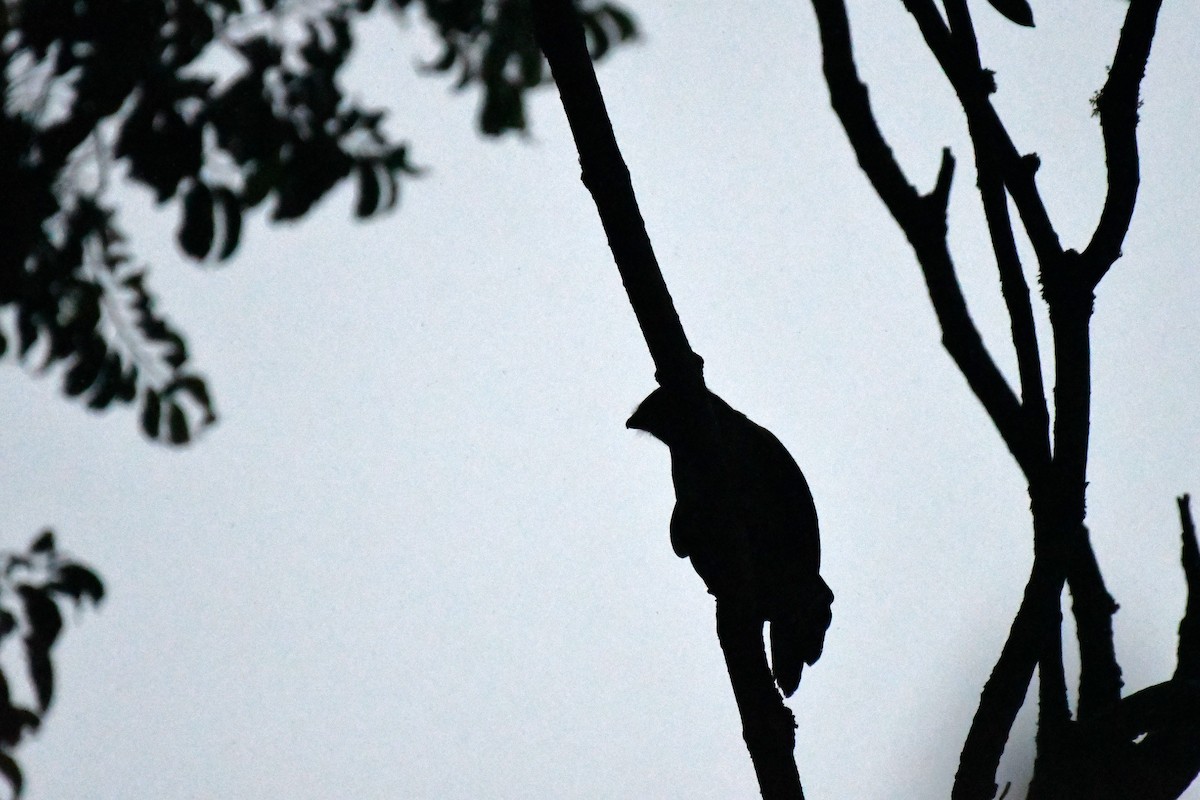 Barred Forest-Falcon - ML641591982
