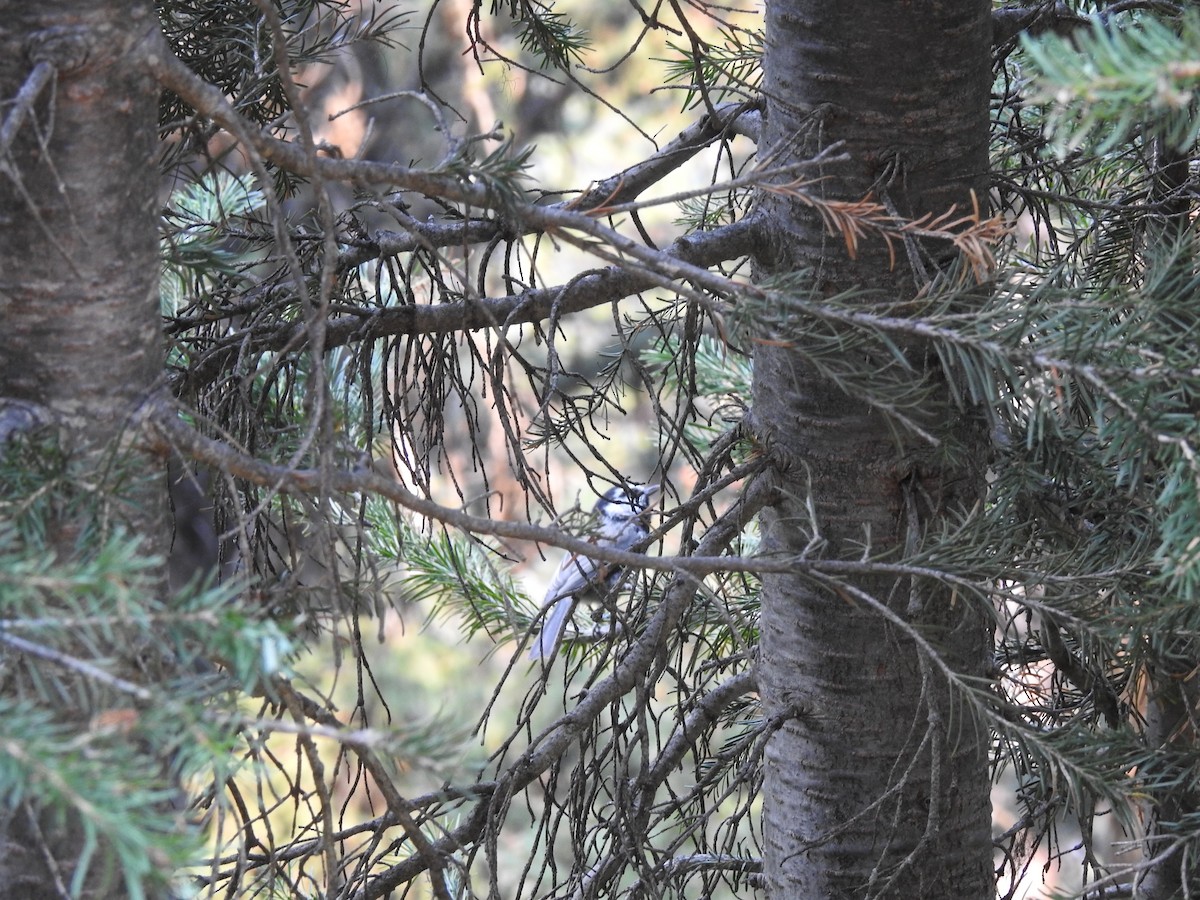 Mountain Chickadee - ML641591985