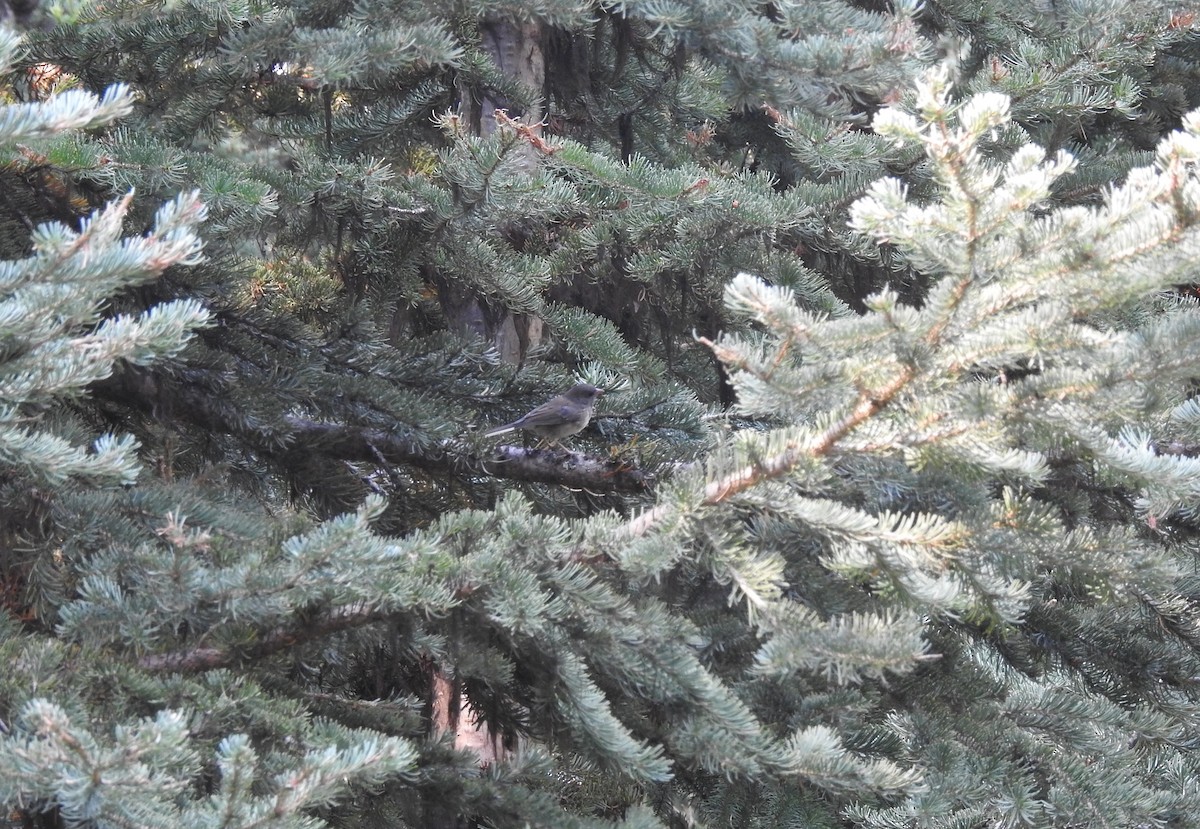 Dark-eyed Junco (Oregon) - ML641591988
