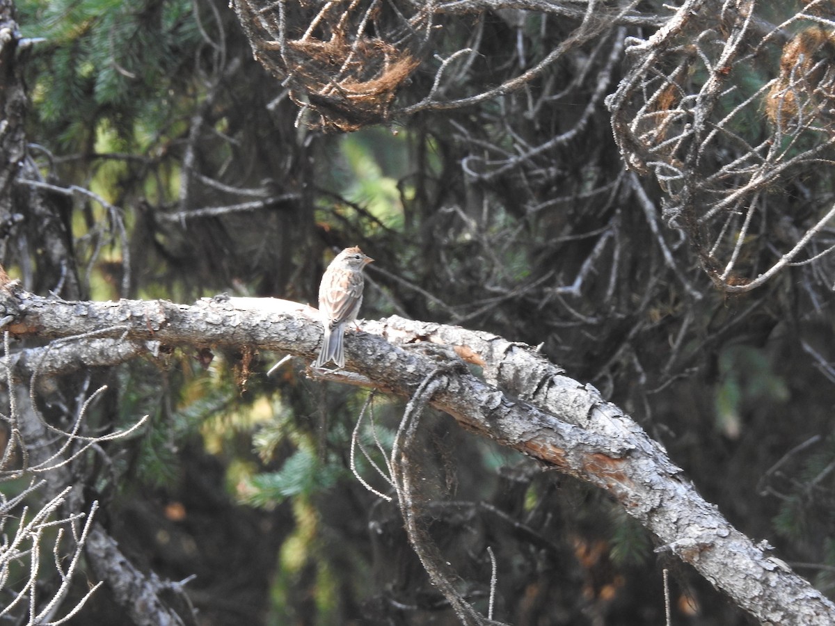 new world sparrow sp. - ML641591996