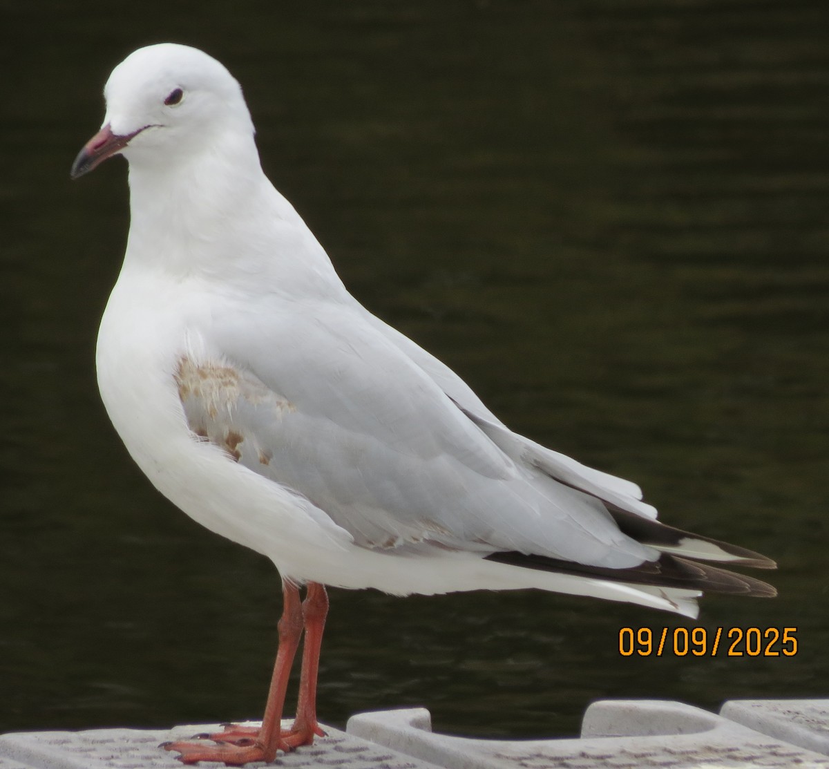Mouette argentée (novaehollandiae/forsteri) - ML641592052