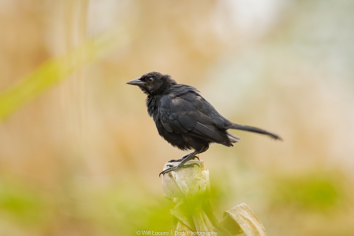 Scrub Blackbird - ML641592076
