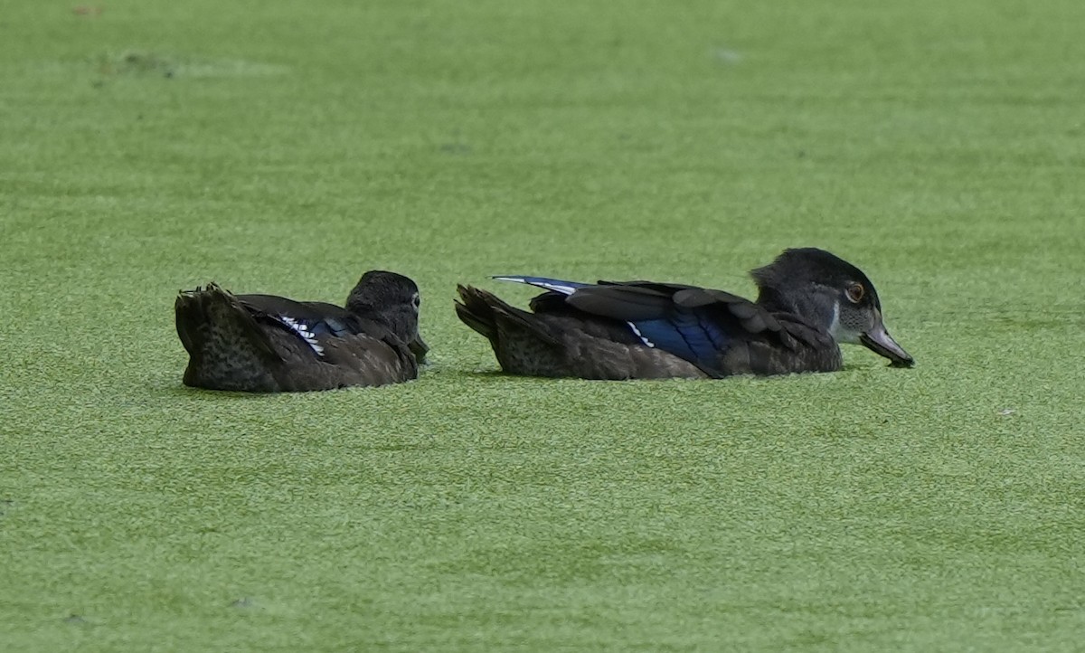 Wood Duck - ML641592084