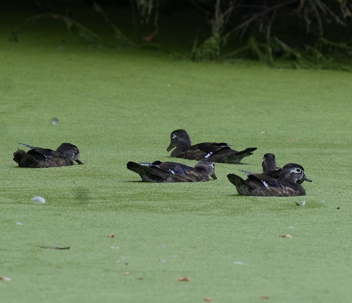 Wood Duck - ML641592085