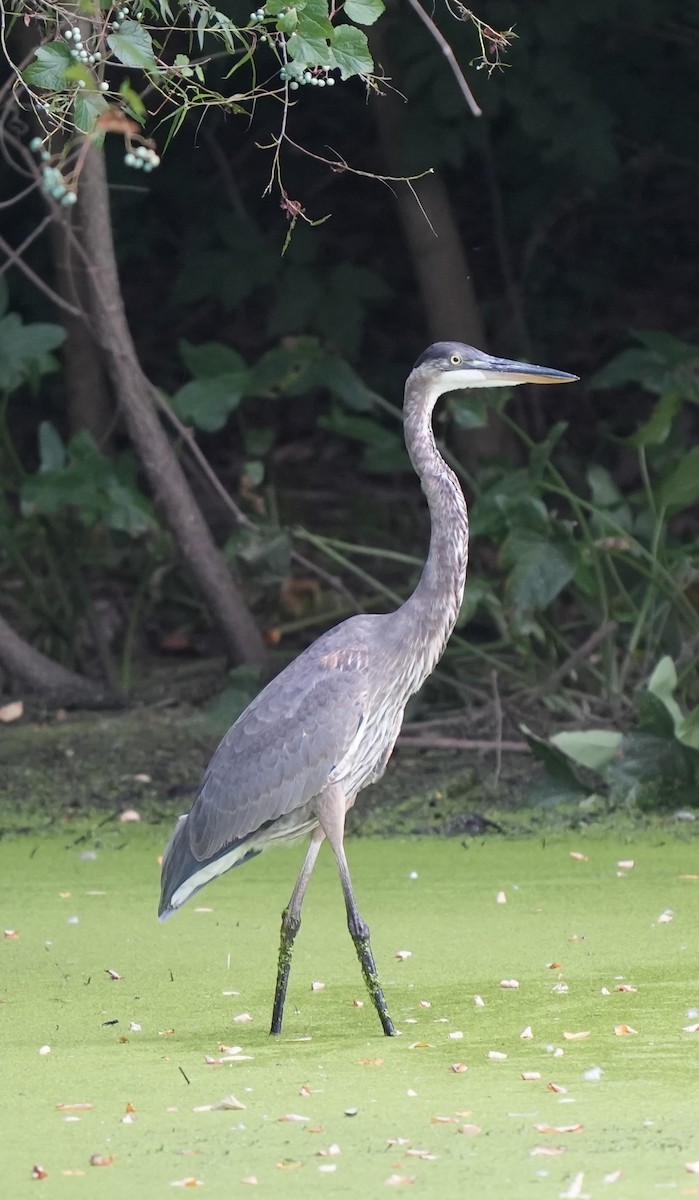 Great Blue Heron - ML641592135