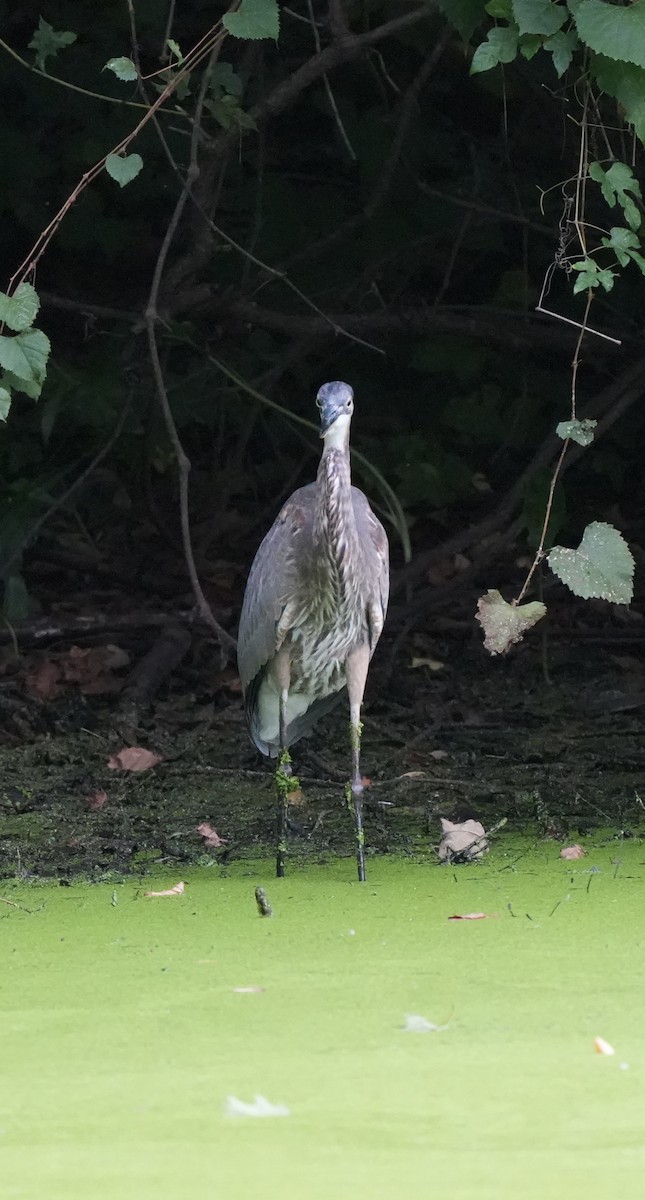 Great Blue Heron - ML641592136