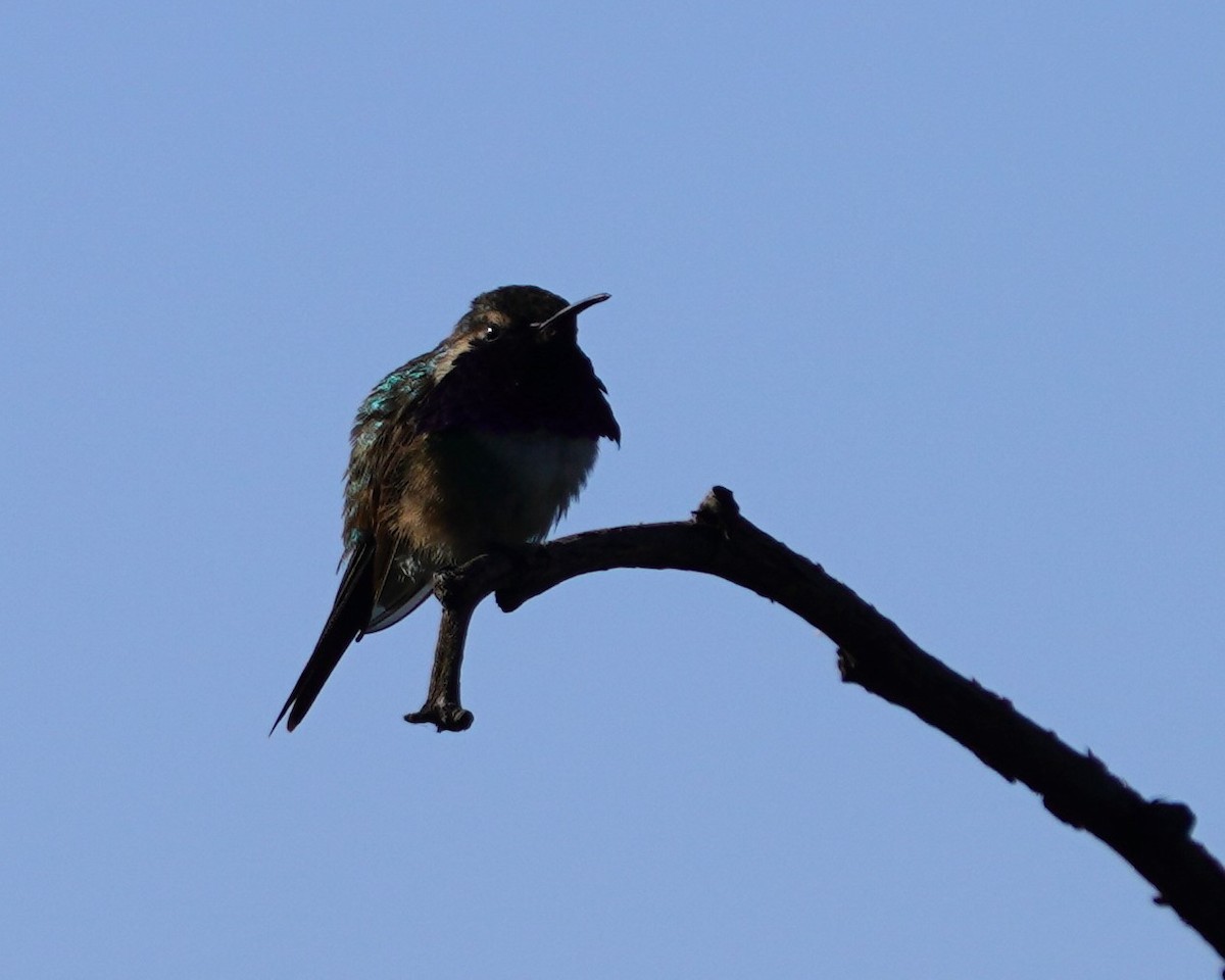 Beautiful Hummingbird - ML641592142