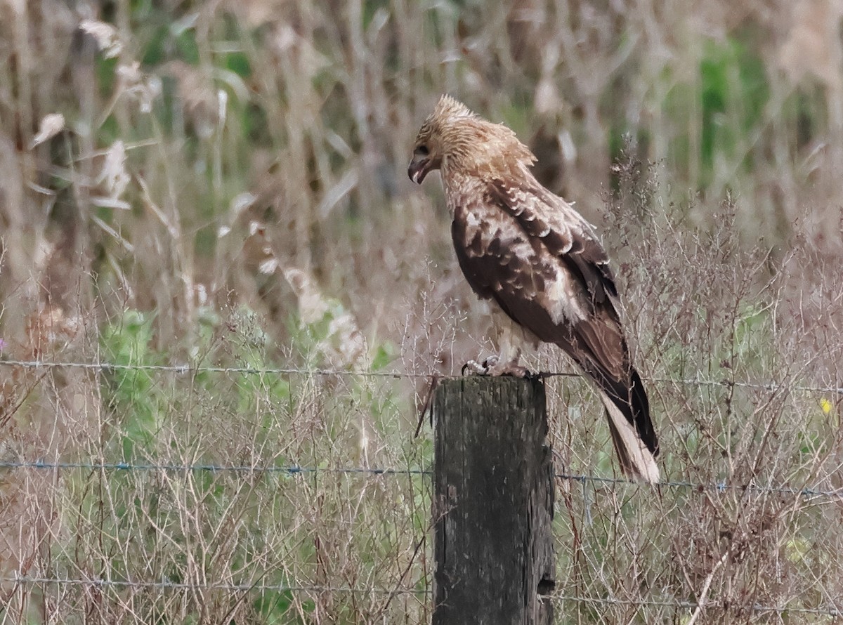 Whistling Kite - ML641592153
