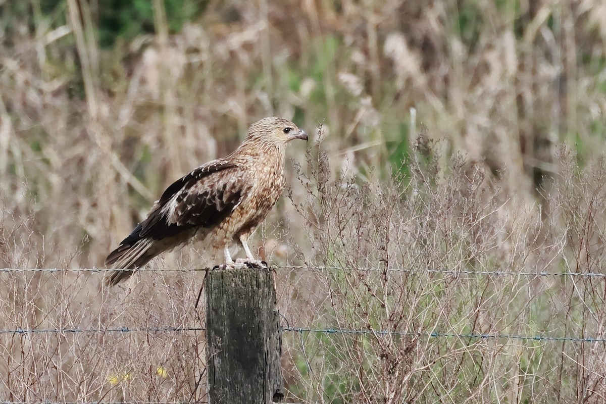 Whistling Kite - ML641592154