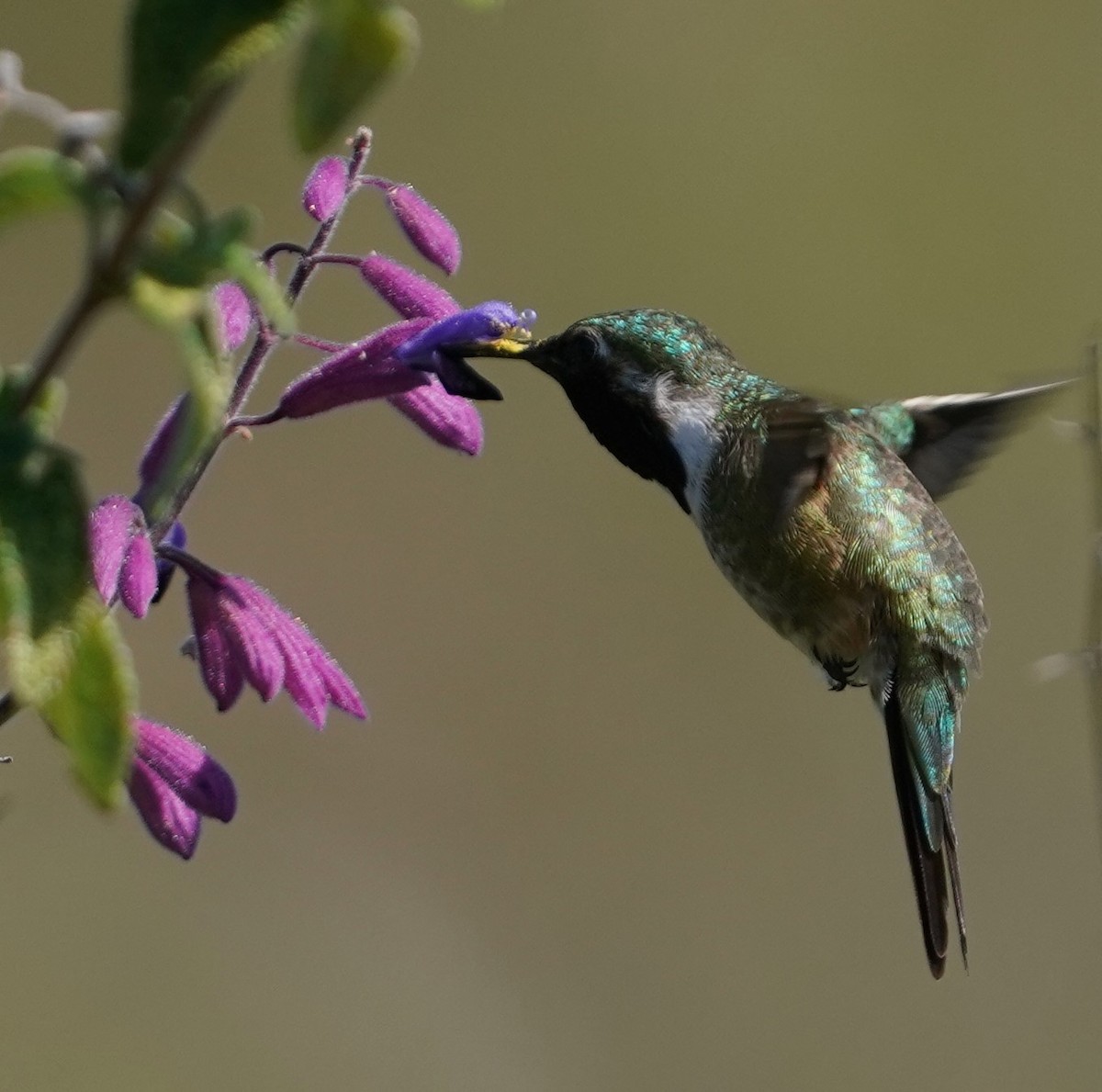 Beautiful Hummingbird - ML641592157