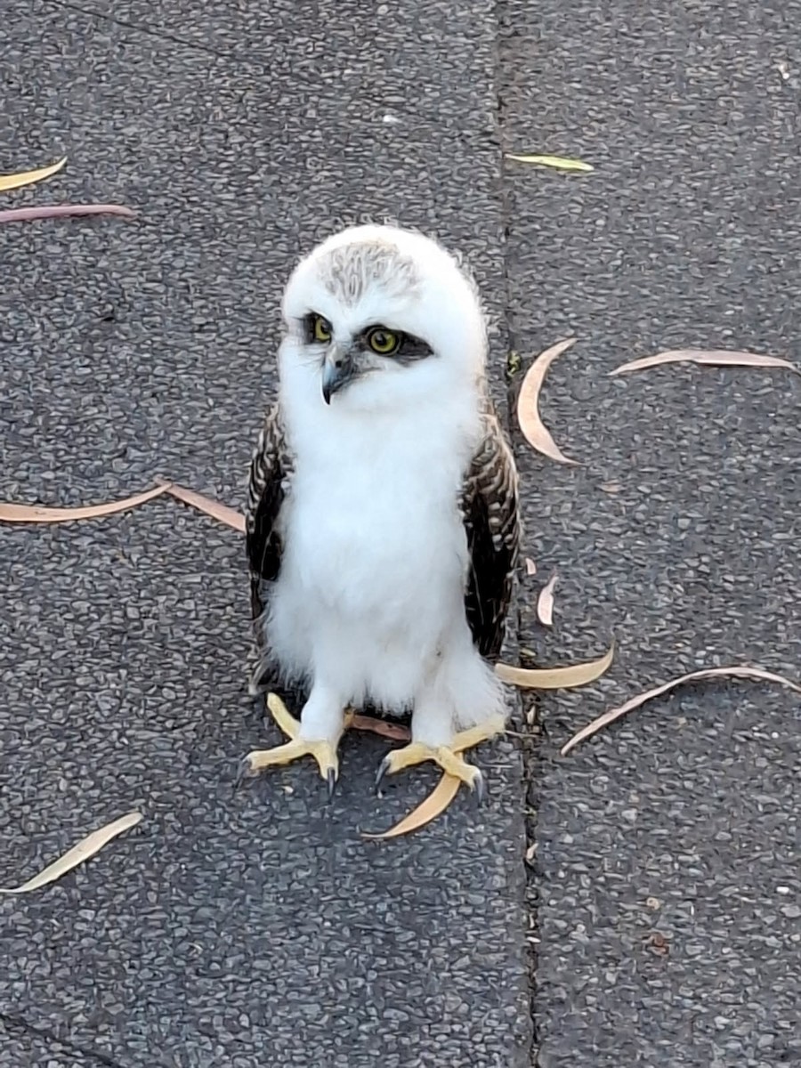 Rufous Owl - ML641592172