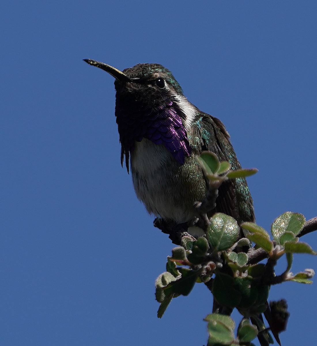 Beautiful Hummingbird - ML641592173