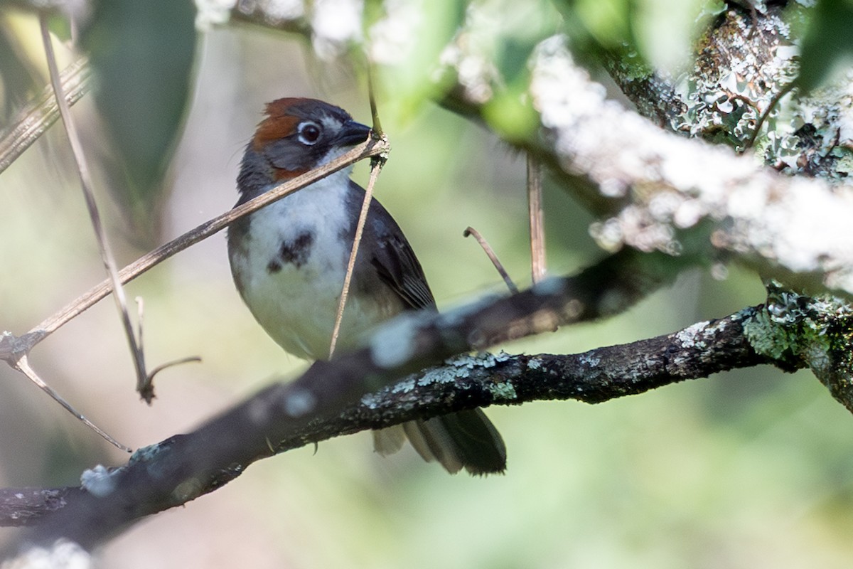 Rusty-crowned Ground-Sparrow - ML641592193