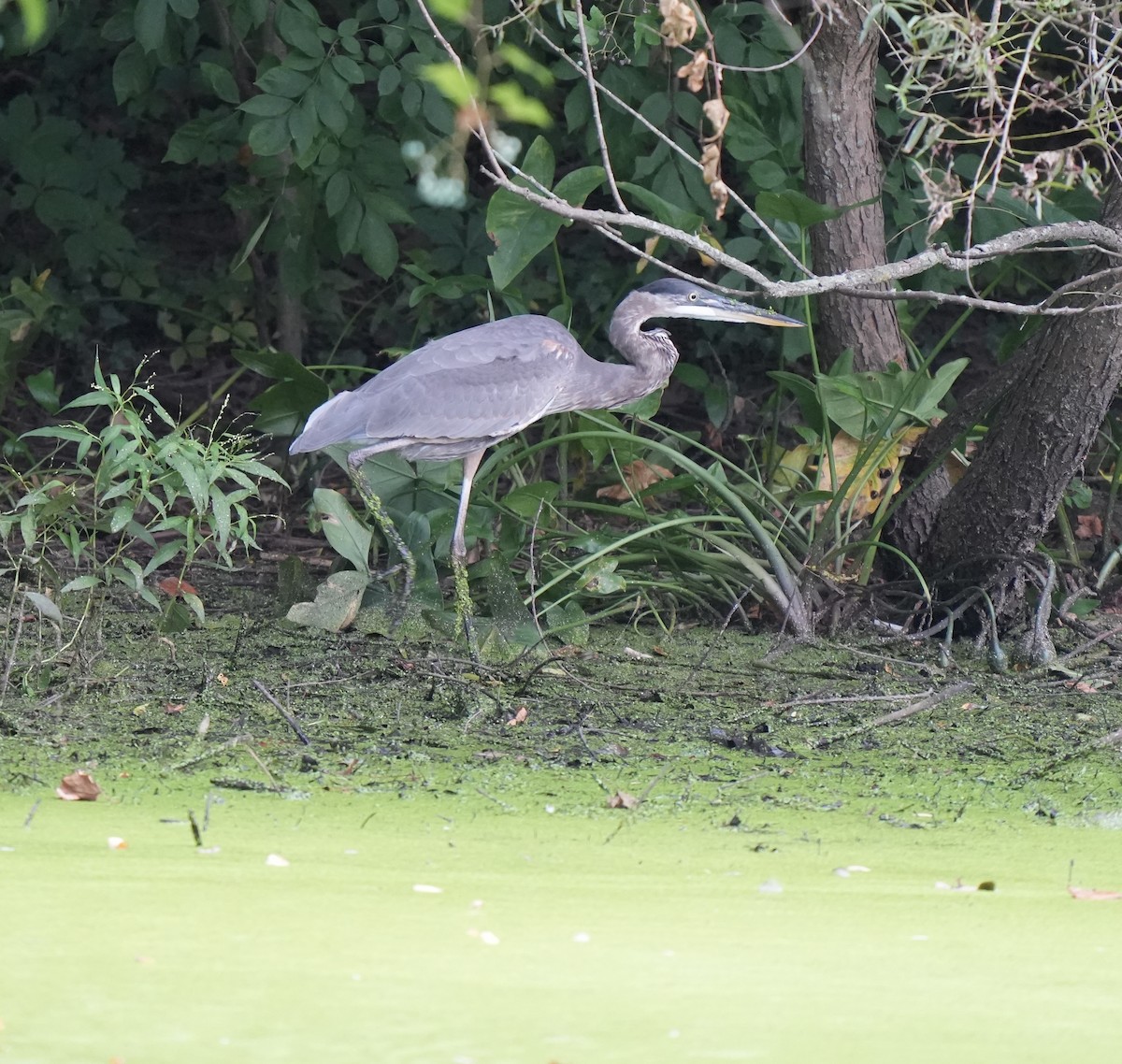 Great Blue Heron - ML641592204