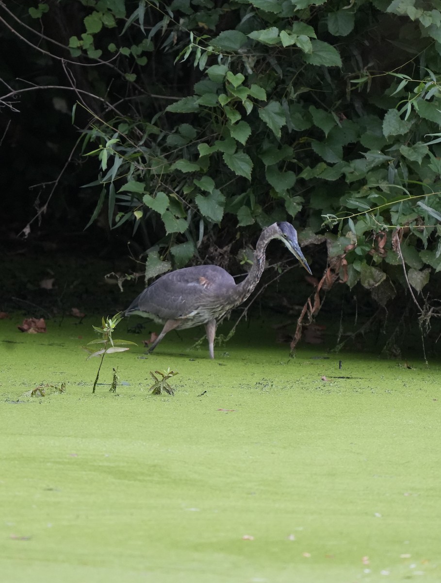 Great Blue Heron - ML641592205
