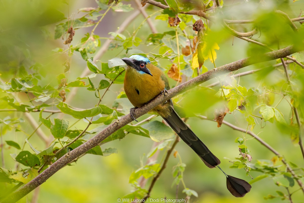 Whooping Motmot - ML641592225