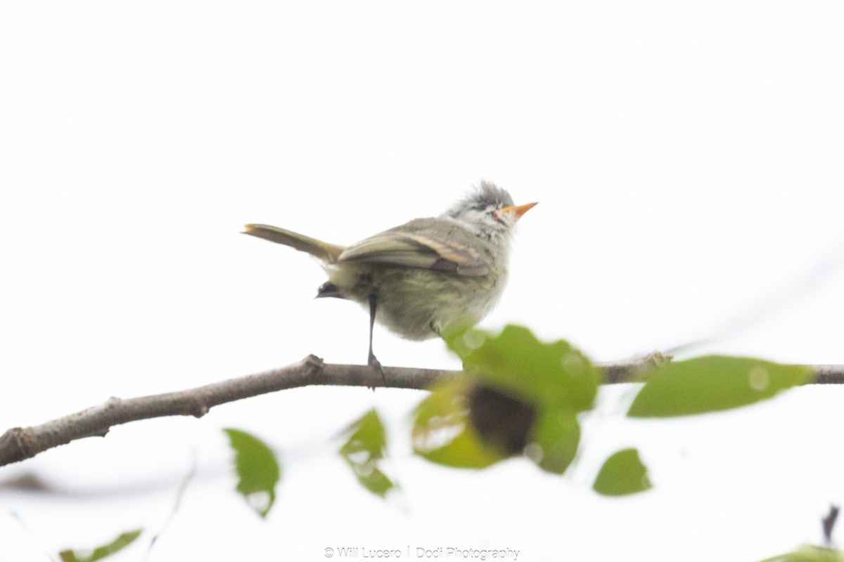 Southern Beardless-Tyrannulet - ML641592257