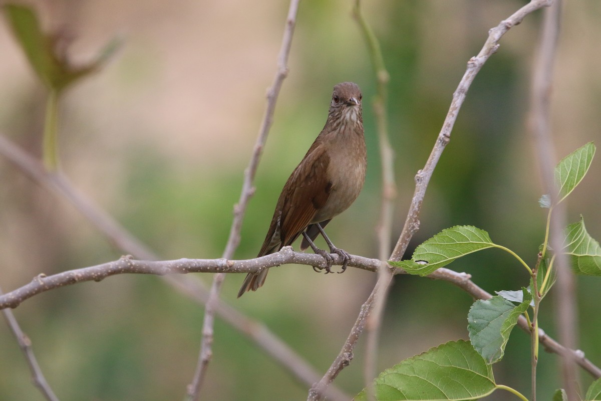 Pale-breasted Thrush - ML641592267