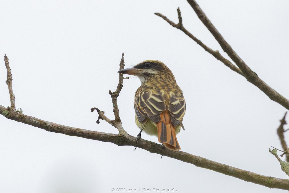 Streaked Flycatcher - ML641592279