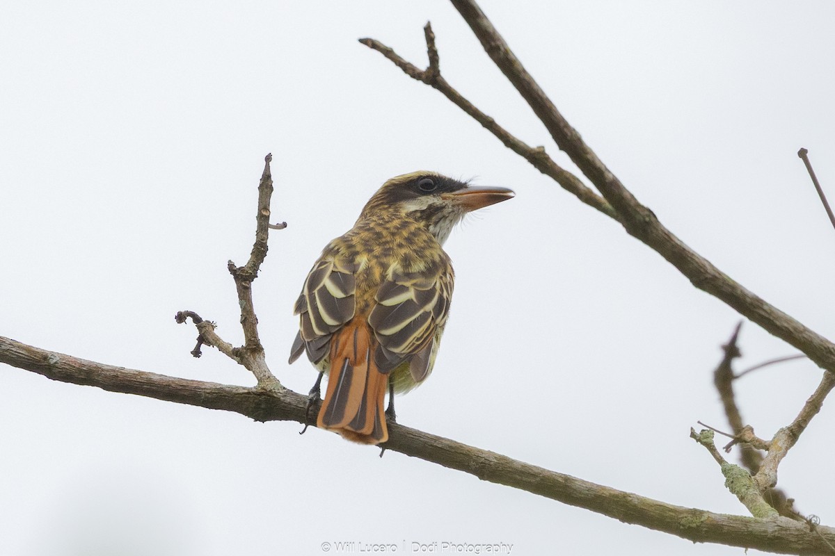 Streaked Flycatcher - ML641592280