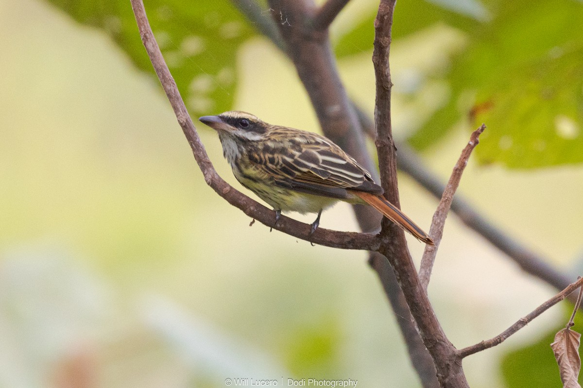 Streaked Flycatcher - ML641592281