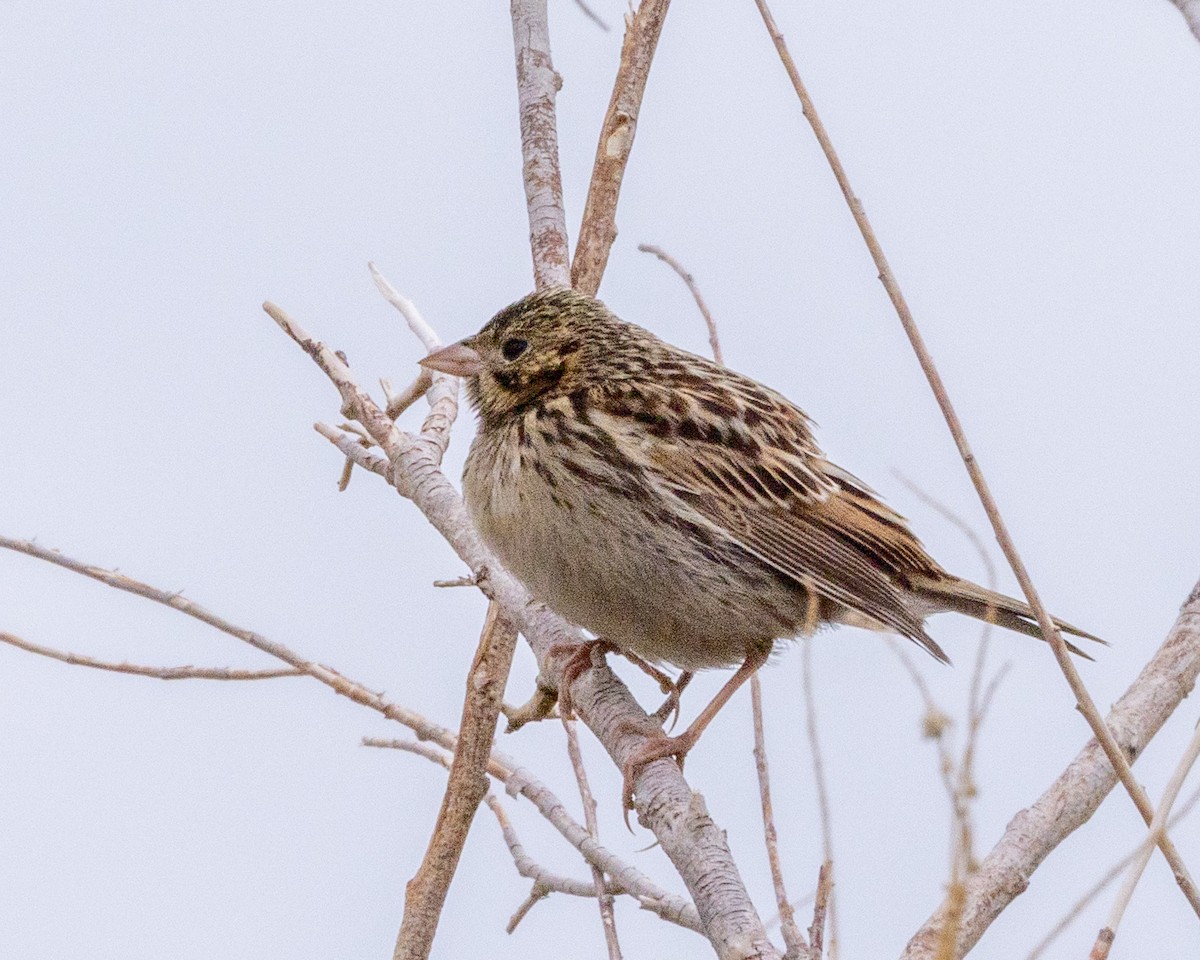 Baird's Sparrow - ML641592297