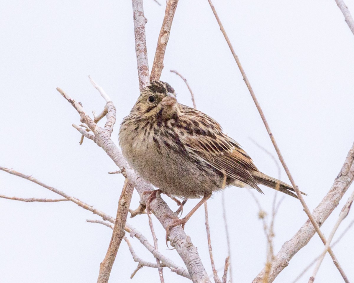 Baird's Sparrow - ML641592298