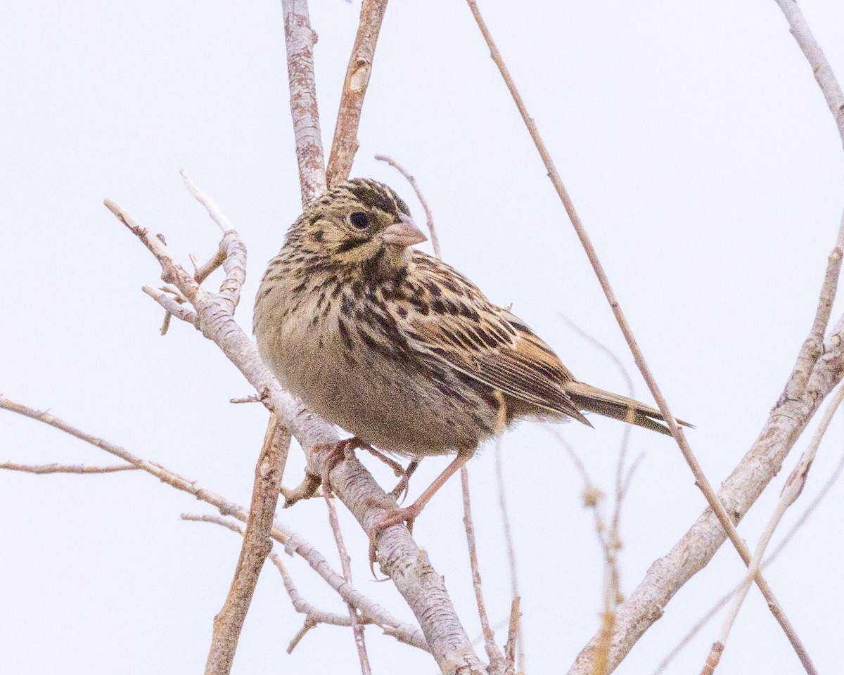 Baird's Sparrow - ML641592302