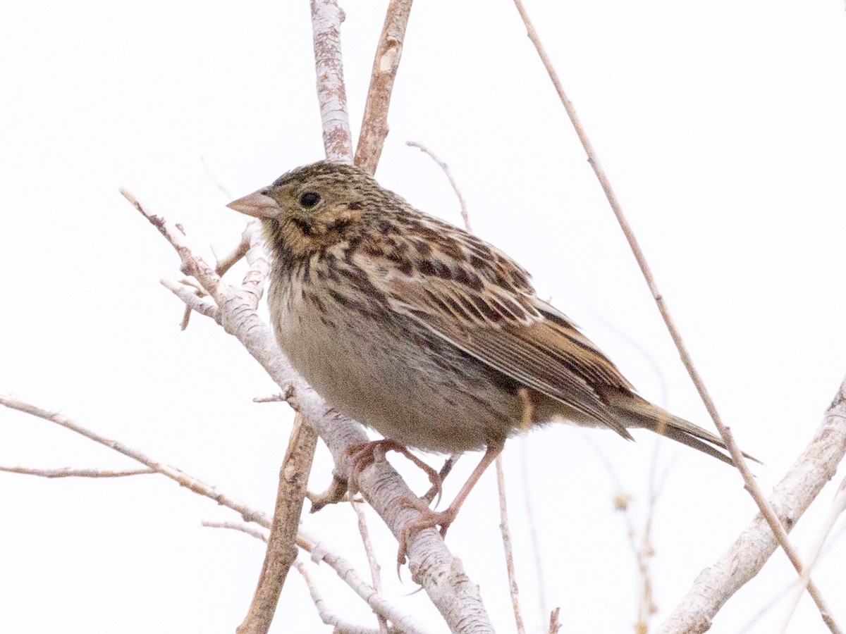 Baird's Sparrow - ML641592308