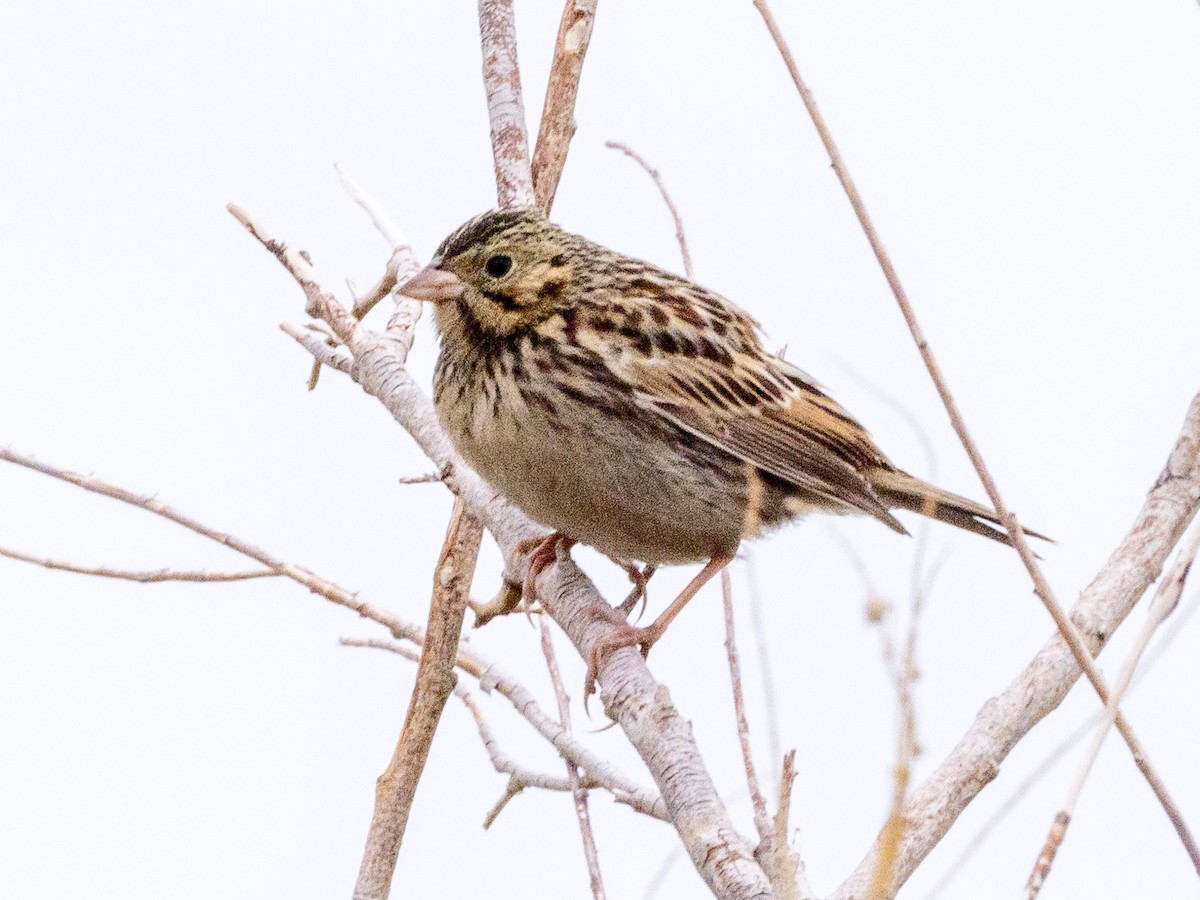 Baird's Sparrow - ML641592312