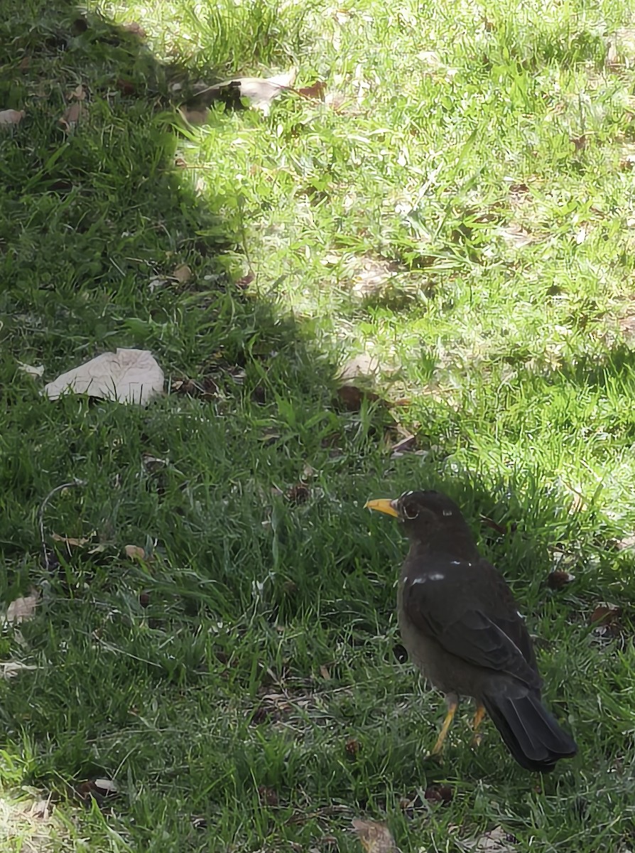 Chiguanco Thrush - ML641592320