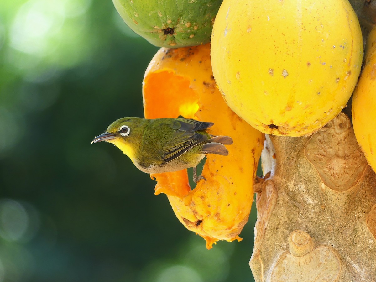 Warbling White-eye - ML641592443