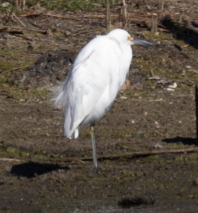 コサギ - ML641592463